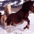 shetlandsk pony